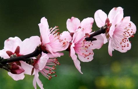 春天里，关于桃花的浪漫文案 - 知乎