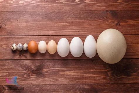 鸡蛋、鸭蛋、鹅蛋、鹌鹑蛋 哪种营养价值最大 | 冷饭网