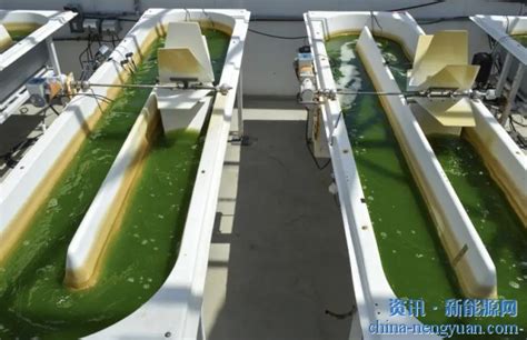 藻类生物燃料公司Viridos获得首轮2500万美元融资_新能源资讯_新能源网