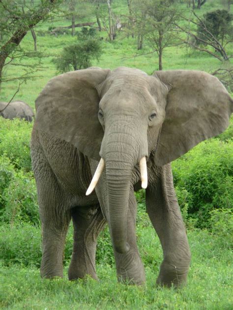 现存最大的陆地动物-非洲象_动物图片_初高中地理网