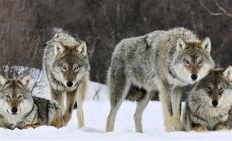 北极狼一家，加拿大 (© 4FR/Getty Images)