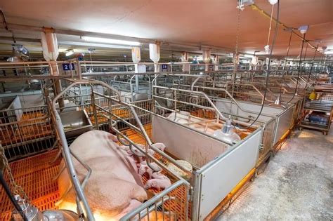 我省现代化生产装备助力中小规模蛋鸡养殖模式入选全国首批20个畜禽养殖机械化典型案例_系统