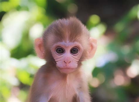 猴宝宝动物及猴子家庭摄影图素材图片下载-万素网