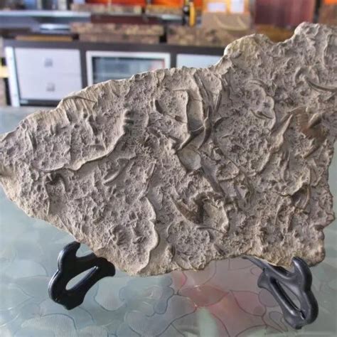 【中新社】这些9万年前小石器的最新研究 发现中国北方最早石器装柄证据----中国科学院古脊椎动物与古人类研究所