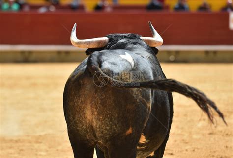 在西班牙斗牛场奔跑的公牛高清图片下载-正版图片505648892-摄图网