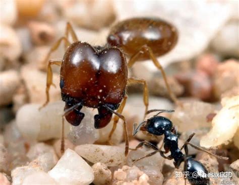 蚂蚁的种类及分工,蚂蚁是怎么传递信息的 - 达达搜