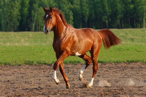 基因编辑克隆马的应用 ，可以帮助改良马的性状，比如运动能力相关的基因和长毛基因。前者可以通过改良肌肉结构提高马奔跑的能力，后者则可以制备长毛马。