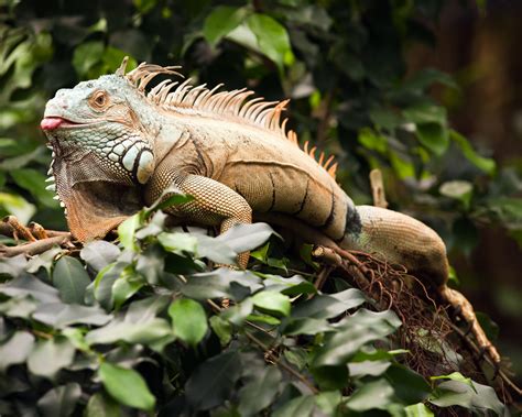 grüner Leguan - Männchen Foto & Bild | zoo, tiere, reptilien Bilder auf ...