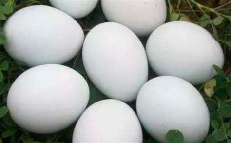 鸭蛋的功效与作用 吃鸭蛋有什么作用_知秀网