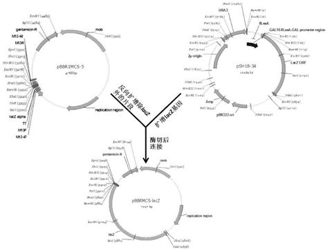 水稻AP2/ERF转录因子基因 OsERF096 启动子克隆及活性分析