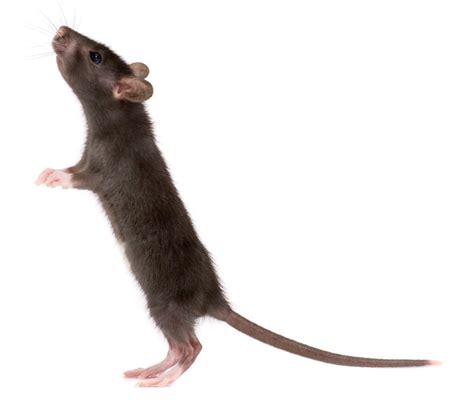 老鼠取名字 白老鼠取名-周易起名-国学梦