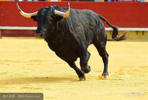 揭秘西班牙斗牛的狂热起源：残忍的虐杀，或是燃烧生命的浪漫