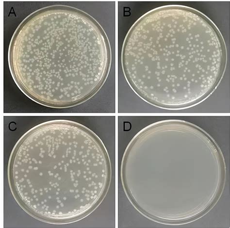 大肠杆菌DH5α感受态制备（CaCl2法） - 每日生物评论