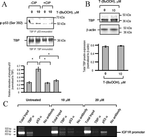 Inhibition of t-BuOOH-induced ROS production by Trolox, CQ, ebselen ...