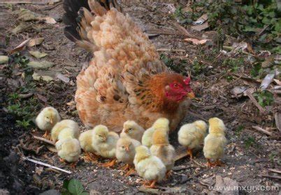 梦见母鸡带着一群小鸡是什么意思预兆 - 原版周公解梦大全
