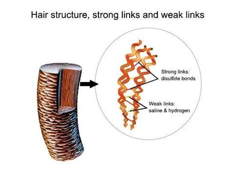 毛发的科学（六）发质与毛发受损之关系 - 知乎