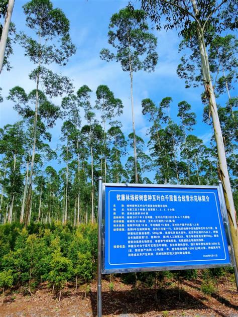 广西国有三门江林场“油茶＋N”新模式 助力产业蓬勃发展-广西林业-关注森林网