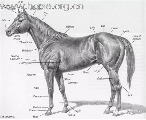马匹身体各部位名称都是什么，你知道吗？ - 知乎