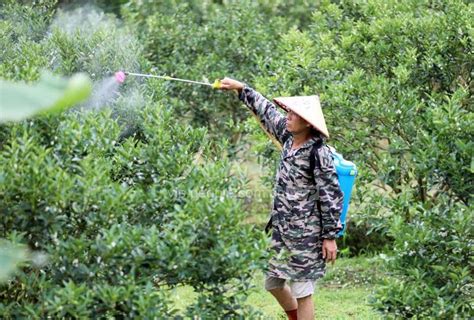 广西融安：果树管理保丰收-人民图片网