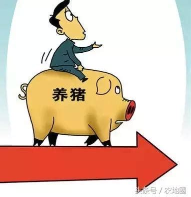猪价大涨重回10元，猪肉价格开始“爬楼梯”？12月猪价如何变化？_凤凰网视频_凤凰网