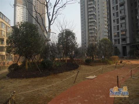 当代国际花园御景高层绿化（20140114）-武汉搜房网