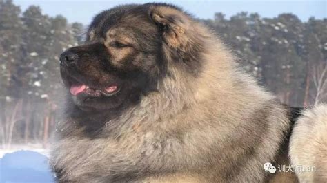 纯种巨型高加索犬,纯种高加索犬,高加索犬高犬_大山谷图库