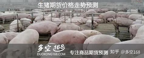 生猪期货上市半年 70家养殖企业参与交易_价格