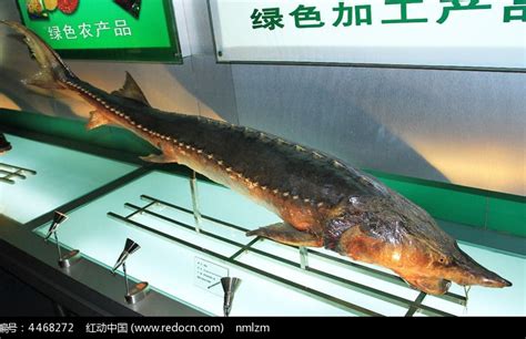 时隔2个月“野外灭绝”长江鲟再现身影 鲟鱼专家危起伟：发现的是人工放流个体(含视频)_手机新浪网