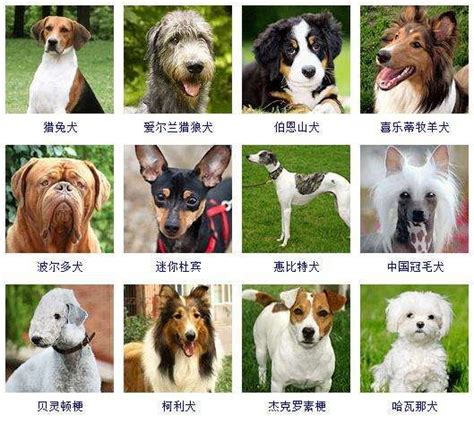 高贵优雅的欧洲王室贵族犬：世界名犬——大丹犬