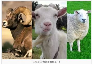 “三羊开泰”是哪三只羊？“羊年”的羊是绵羊还是山羊？(3)|三羊开泰|只羊-旅游-川北在线-川北全搜索