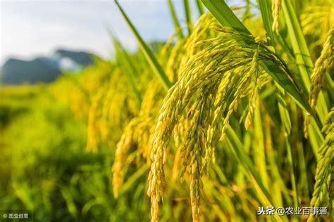 杂交水稻比普通水稻产量高多少？ - 农业种植网
