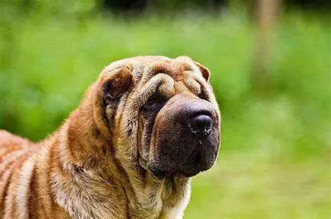 45种世界名犬品种介绍（宠物狗品种大全及图片） - 胖萌舍宠物网