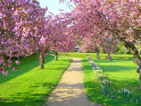 春季自然花朵风景图片_百合花与水滴花素材_高清图片_摄影照片_寻图免费打包下载