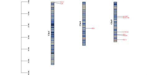 基因结构的画法-如图所示|张老湿科研绘图