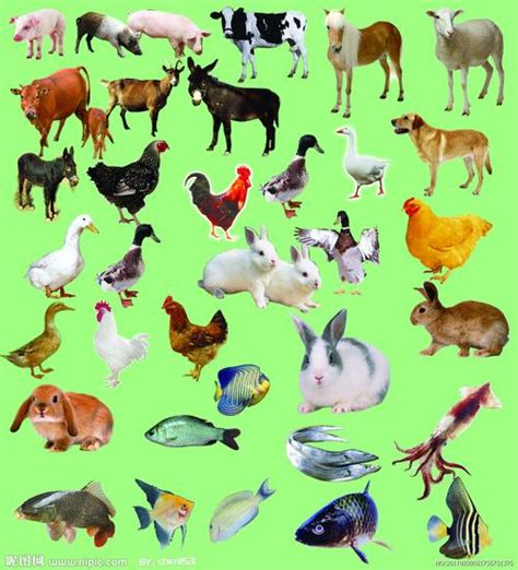 100种常见动物的图片 20种动物图片(2)_配图网