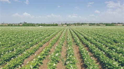 雪川固原马铃薯产业绿色高质量综合加工项目落成投产-宁夏新闻网