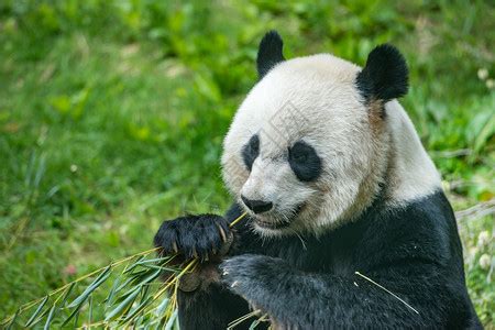 熊猫吃竹叶高清图片下载-正版图片503261968-摄图网
