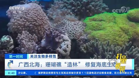 北海：科研人员开展珊瑚礁“造林”行动，修复海底生态_腾讯视频