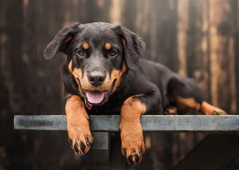 10 Jenis Anjing Kecil Yang Tidak Bisa Besar Untuk Dipelihara - Gramedia