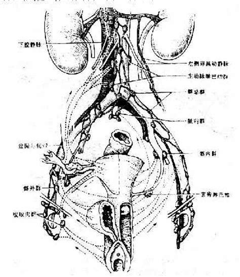 人体最大的器官是什么 人体有哪些很重要的器官 _八宝网