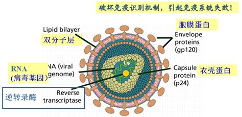 信息图形—新冠病毒的传播途径和预防措施_超大号小六-站酷ZCOOL