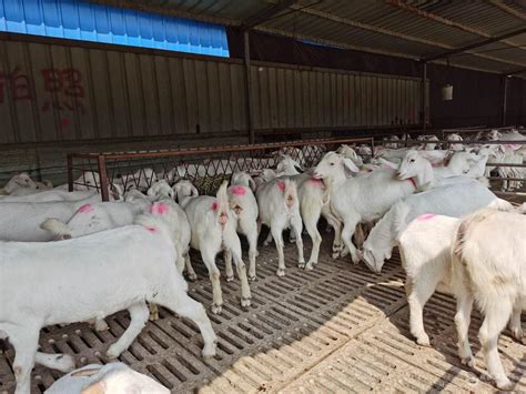 羊羔养殖场电话 白山羊图片大全大图唯美 白山羊-食品商务网
