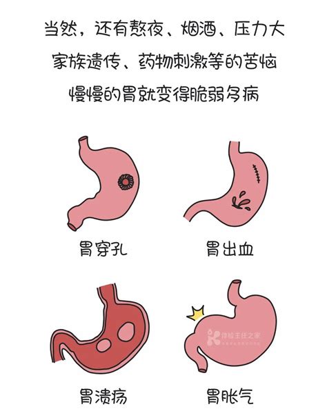 胃在什么位置图片左边还是右边，上腹部大致偏左(附人体器官图) — 神奇养生网