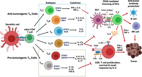 五、活化T细胞-流式细胞分析-医学