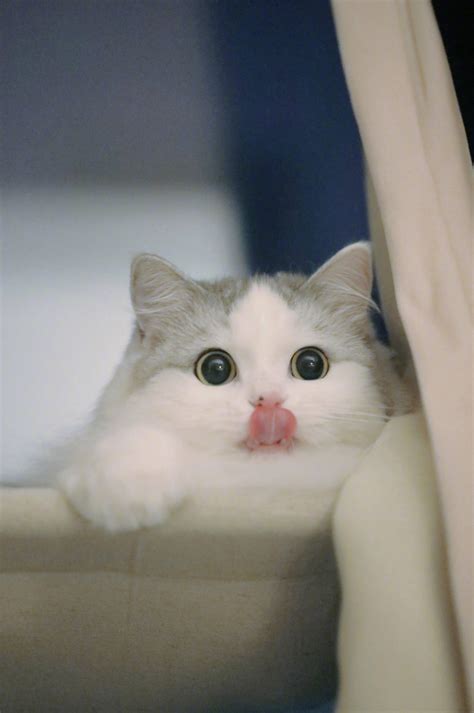 可爱猫咪高清壁纸-猫猫萌图-屈阿零可爱屋
