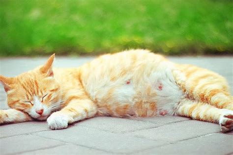 猫咪肚子大，就是怀孕了？别搞错了可能是“假怀孕”