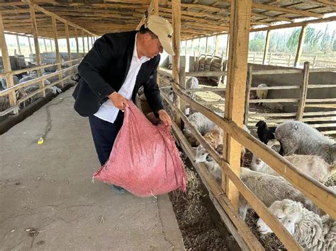 新疆墨玉：大力发展多胎羊养殖 带领群众“羊”起致富风帆