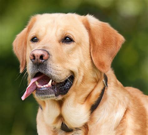 纯种拉布拉多犬幼犬狗狗出售 宠物拉布拉多犬可支付宝交易 拉布拉多犬 /编号10107000 - 宝贝它
