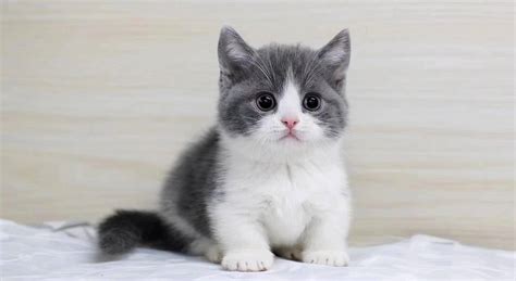 英短蓝猫怎么养 ，学会了一生受用 | 说明书网