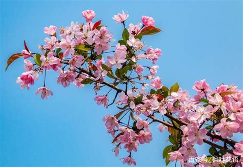 海棠花的象征寓意 海棠花的花语-绿宝园林网